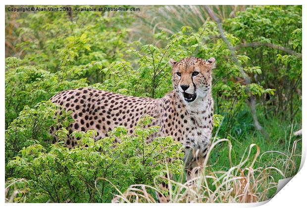 Cheetah 2 Print by Alan Vant