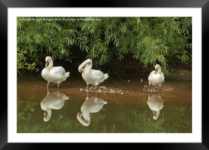 Three swans a cleaning. Framed Mounted Print by John Morgan