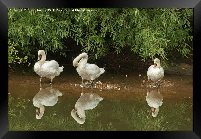 Three swans a cleaning. Framed Print by John Morgan
