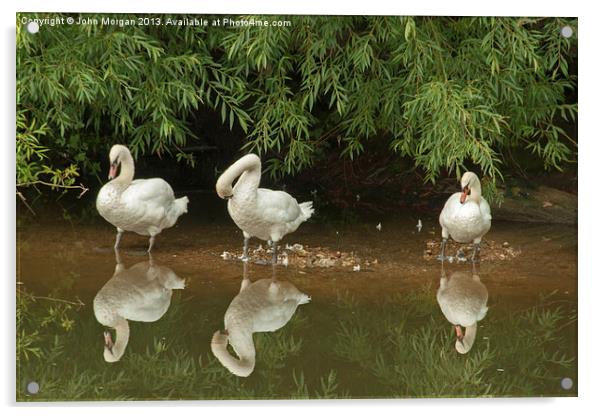 Three swans a cleaning. Acrylic by John Morgan