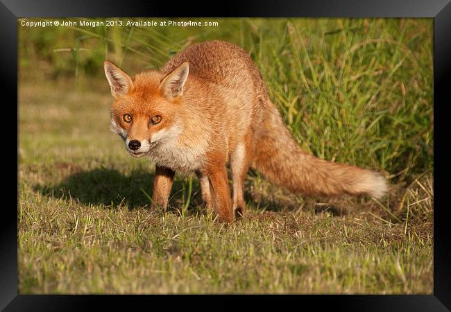 Fox in the grass. Framed Print by John Morgan