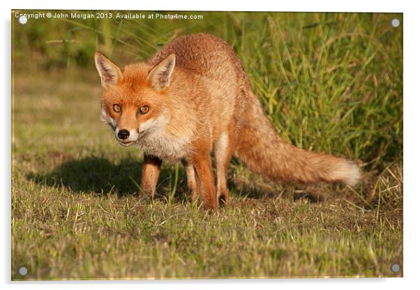 Fox in the grass. Acrylic by John Morgan