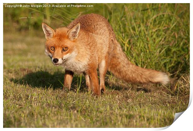 Fox in the grass. Print by John Morgan