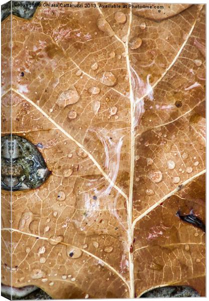 The rain on the leaf Canvas Print by Chiara Cattaruzzi