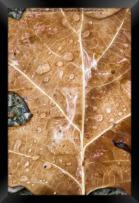 The rain on the leaf Framed Print by Chiara Cattaruzzi