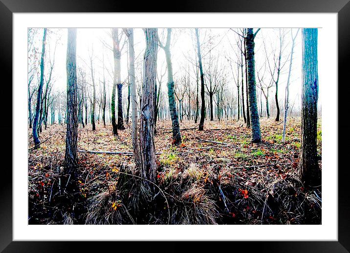 The light through the trees Framed Mounted Print by Chiara Cattaruzzi
