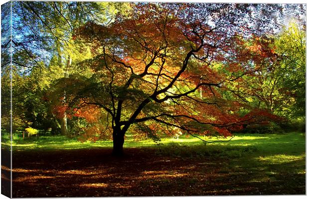 Autumn Acer Canvas Print by Sue Dudley