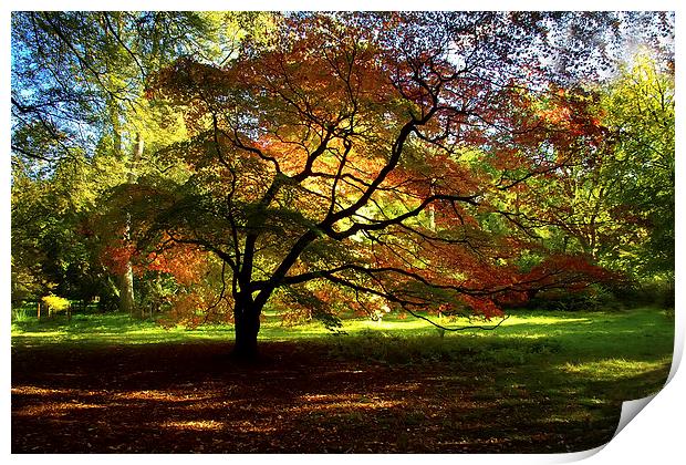 Autumn Acer Print by Sue Dudley