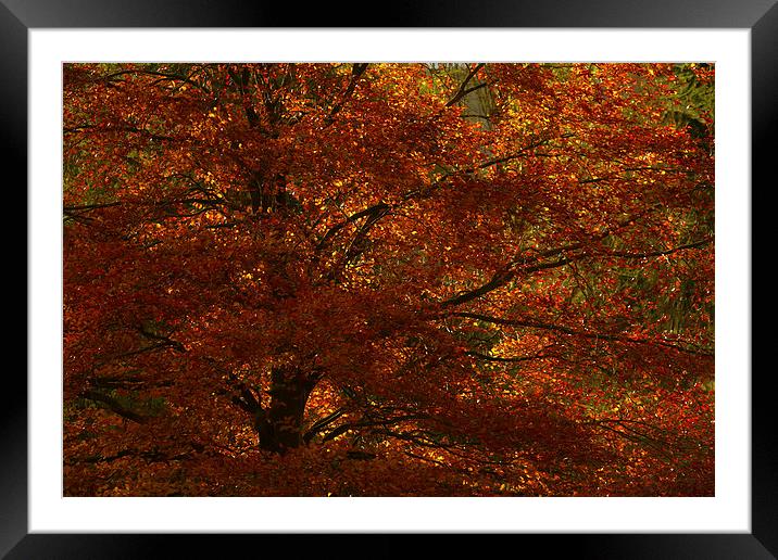 Autumn Tree Framed Mounted Print by Sue Dudley