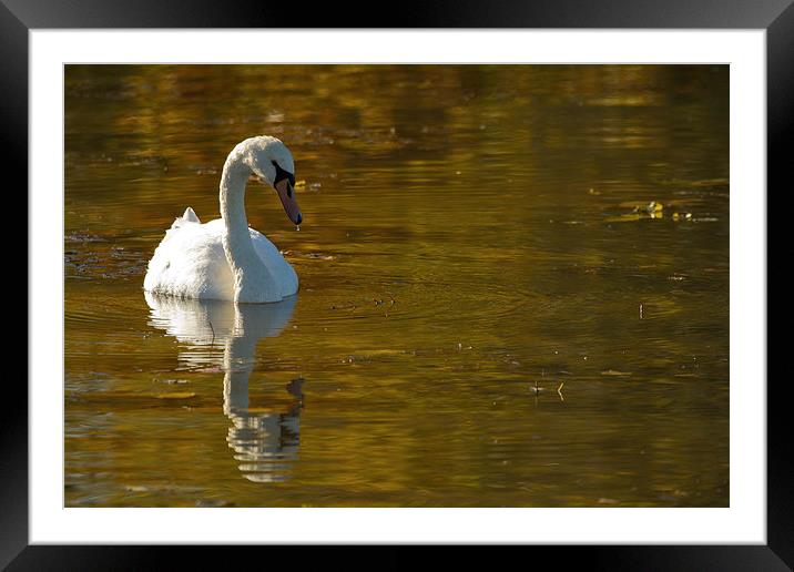 Autumn Swan Framed Mounted Print by Sue Dudley
