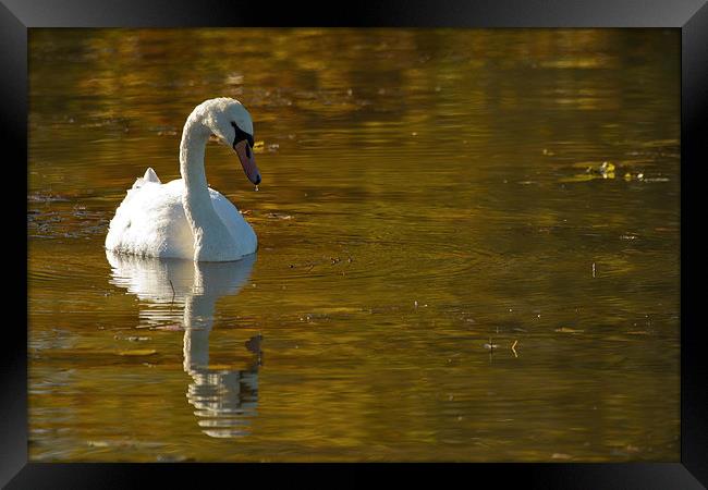 Autumn Swan Framed Print by Sue Dudley