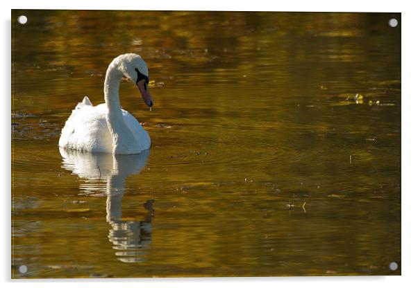 Autumn Swan Acrylic by Sue Dudley