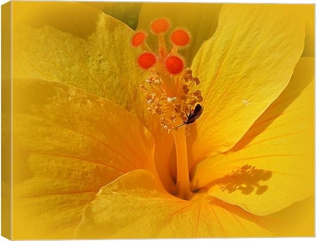 Yellow Hibiscus. Canvas Print by Lilian Marshall