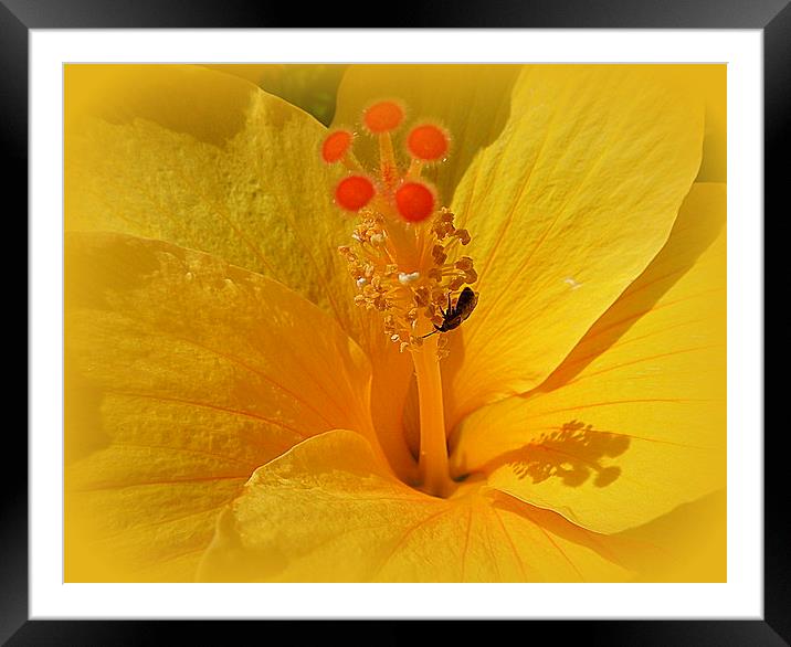 Yellow Hibiscus. Framed Mounted Print by Lilian Marshall