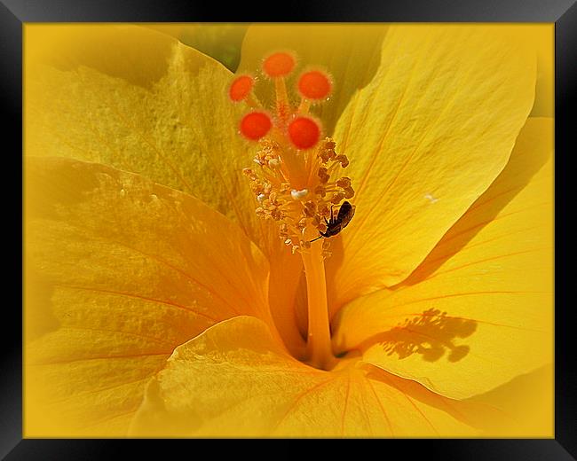 Yellow Hibiscus. Framed Print by Lilian Marshall