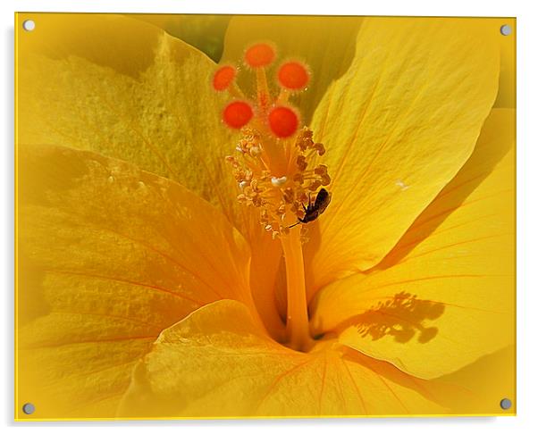 Yellow Hibiscus. Acrylic by Lilian Marshall