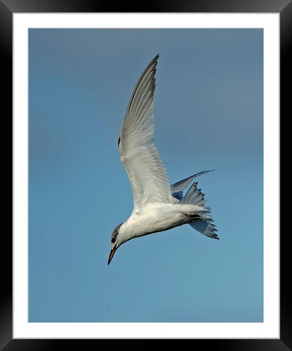 Sandwich Tern Framed Mounted Print by Paul Scoullar