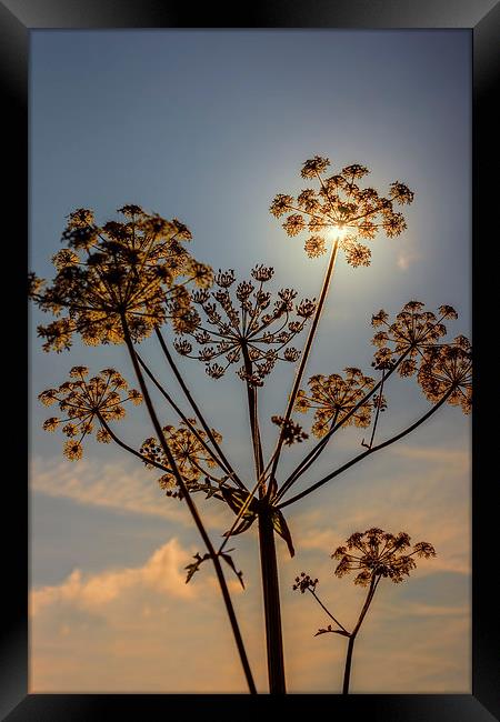 Sunlight through plant seedhead Framed Print by Hugh McKean