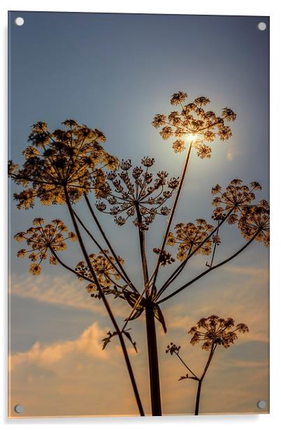 Sunlight through plant seedhead Acrylic by Hugh McKean