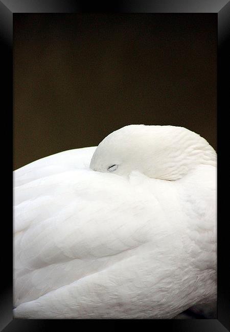 Sleeping Bird Framed Print by Andrea Guidera