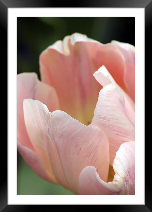 Flower of Beauty Framed Mounted Print by Andrea Guidera