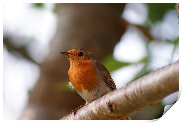 Robin Print by Ben Ellis