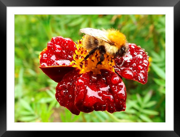 Bee on marigold Framed Mounted Print by Jo Smith