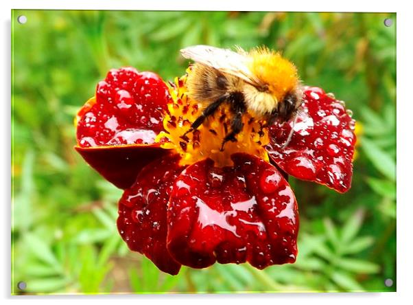 Bee on marigold Acrylic by Jo Smith