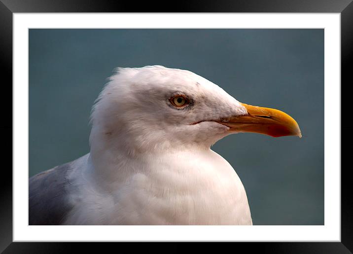 Yellow Legged Gull Framed Mounted Print by Chris Day