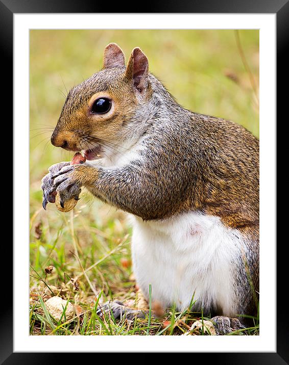 Grey Squirrel feeding Framed Mounted Print by Dean Messenger