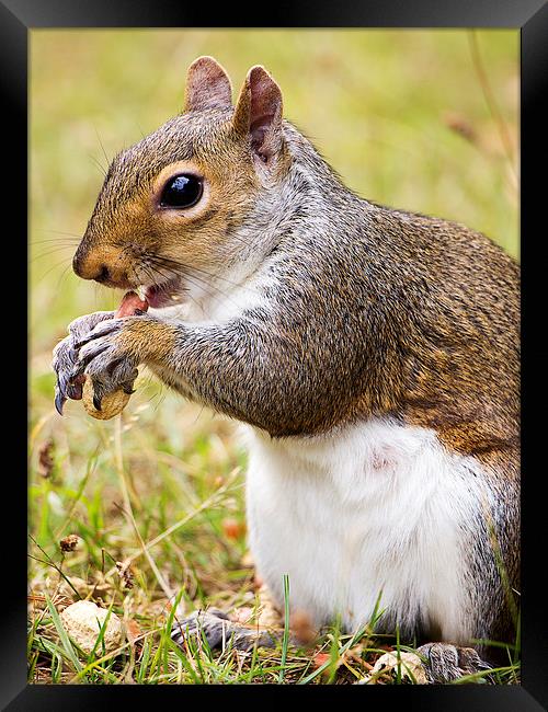 Grey Squirrel feeding Framed Print by Dean Messenger