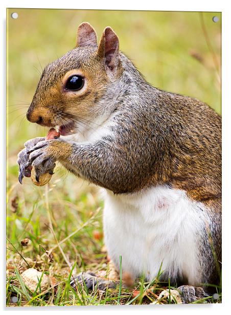 Grey Squirrel feeding Acrylic by Dean Messenger