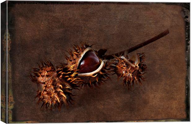 Conkers Canvas Print by Sandra Pledger