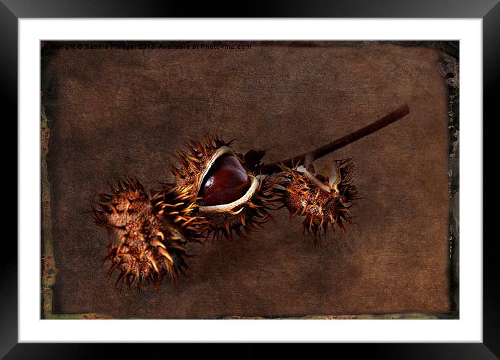 Conkers Framed Mounted Print by Sandra Pledger
