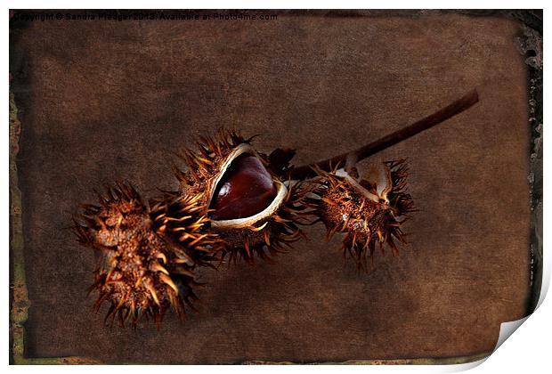 Conkers Print by Sandra Pledger