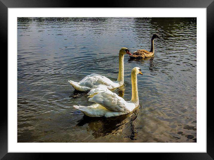 Swan Lake Framed Mounted Print by Trevor Kersley RIP