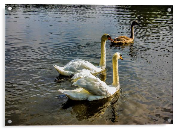 Swan Lake Acrylic by Trevor Kersley RIP