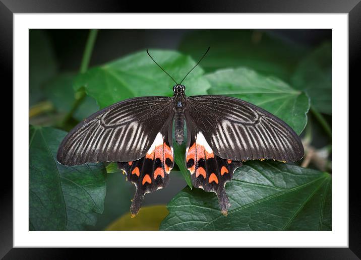 Female Common Mormon Framed Mounted Print by David Tinsley