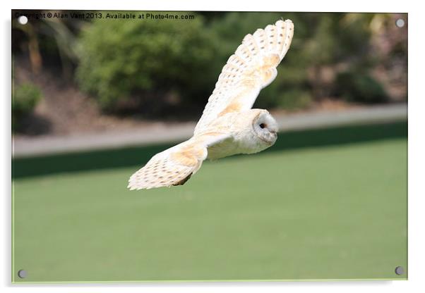 Barn Owl 3 Acrylic by Alan Vant