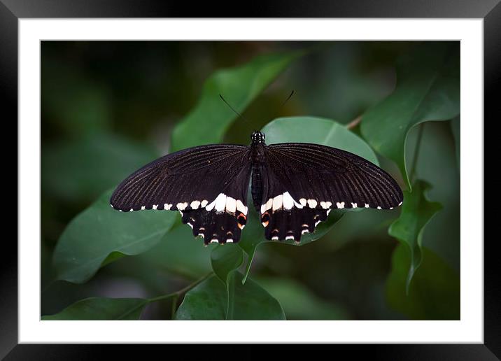Male Common Mormon Framed Mounted Print by David Tinsley