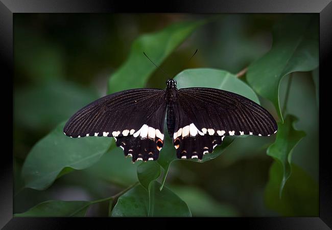 Male Common Mormon Framed Print by David Tinsley