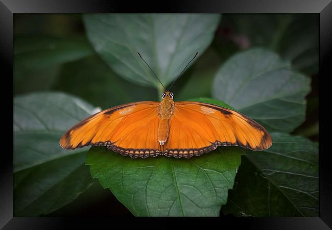 Exotic Butterfly Framed Print by David Tinsley