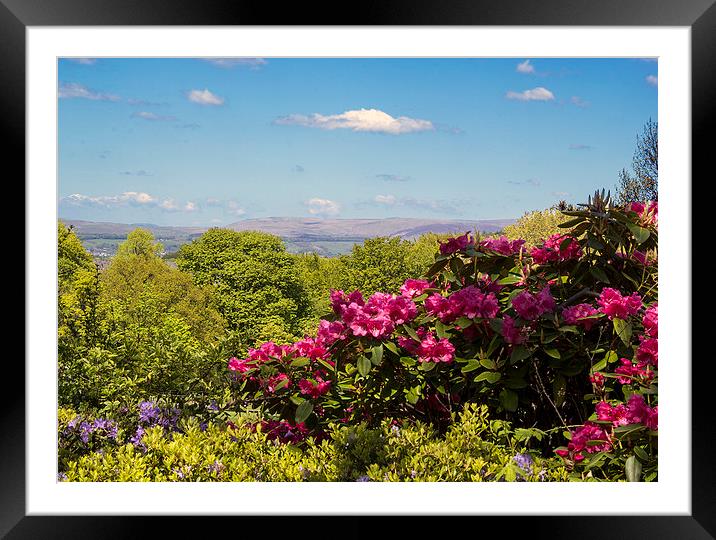 Colourful Azalias in Oak hill Park Framed Mounted Print by Mike Dickinson
