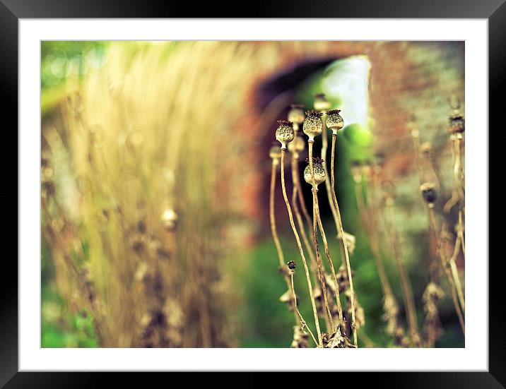Waiting for the wind to blow Framed Mounted Print by Dawn Cox