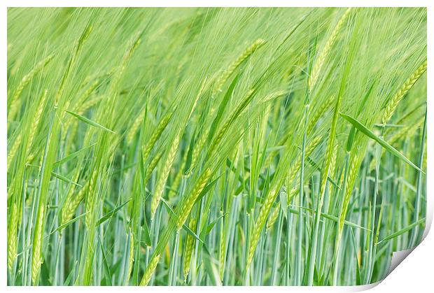 Field of wheat Print by Chiara Cattaruzzi