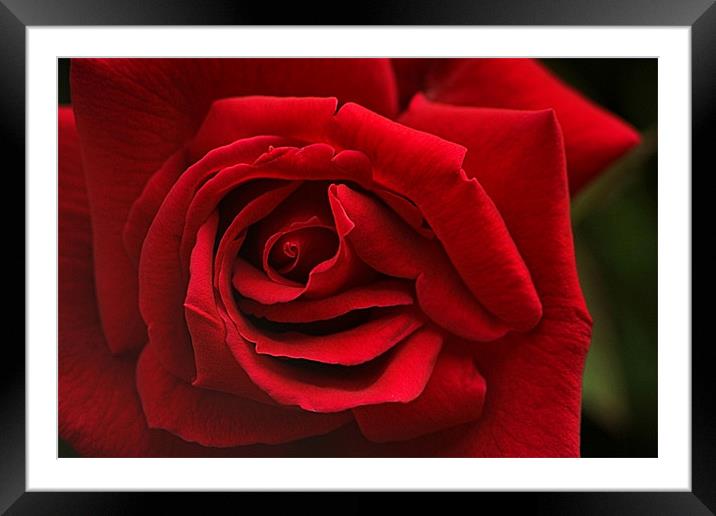 Red Rose Framed Mounted Print by Nige Morton