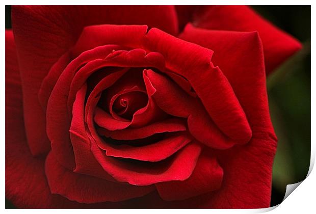 Red Rose Print by Nige Morton