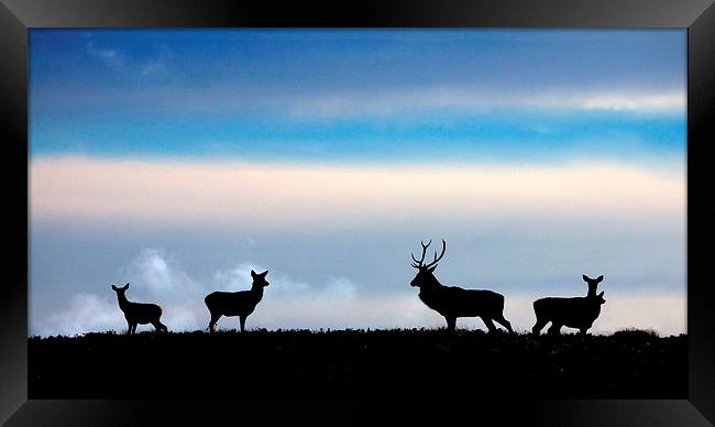 Anticipation Framed Print by Macrae Images