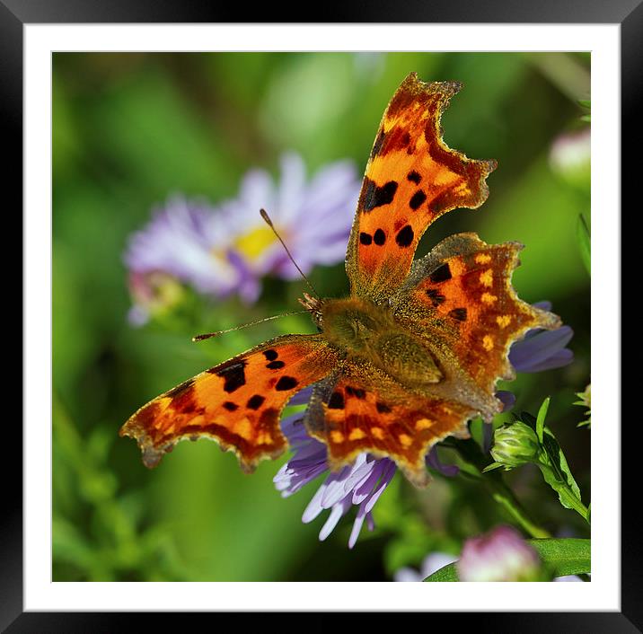 Comma Framed Mounted Print by Gordon Bishop