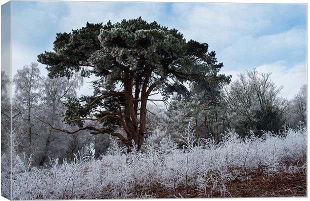 Hoar Frost Canvas Print by Malcolm McHugh
